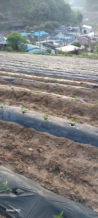 이일철 (조이산골)님의 고추 · 영농일지 작성글 사진