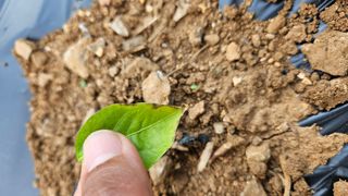 김주희님의 고추 · 영농일지 작성글 사진