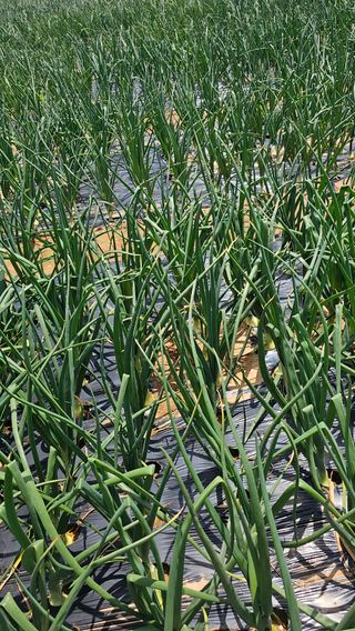 김은아님의 양파 · 영농일지 작성글 사진