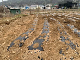 백용구님의 두릅 · 영농일지 작성글 사진