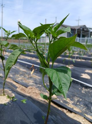 최남옥님의 기타작물 · 영농일지 작성글 사진