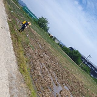 김광신님의 벼 · 영농일지 작성글 사진