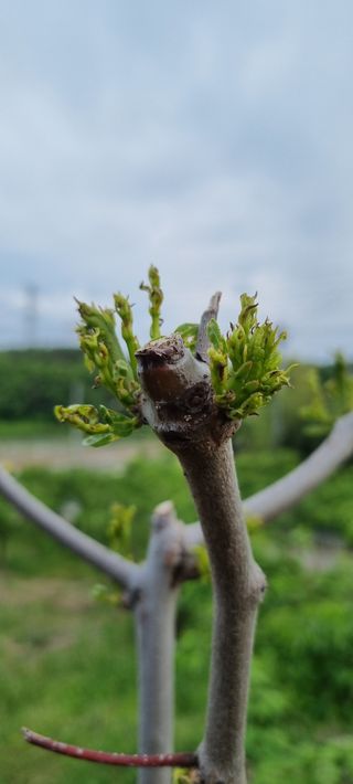 황금독수리님의 기타작물 · 영농일지 작성글 사진