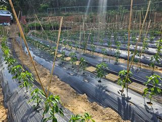 연모 자연의행복님의 고추 · 영농일지 작성글 사진