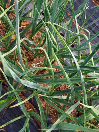 태일농산이정수님의 기타작물 · 영농일지 작성글 사진