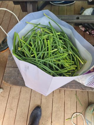 라온베리님의 마늘 · 영농일지 작성글 사진