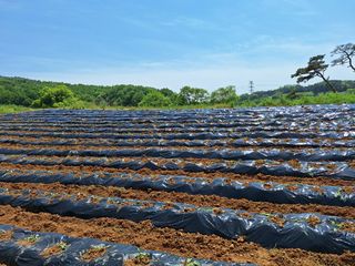 WHBack님의 고구마 · 자유게시판 작성글 사진
