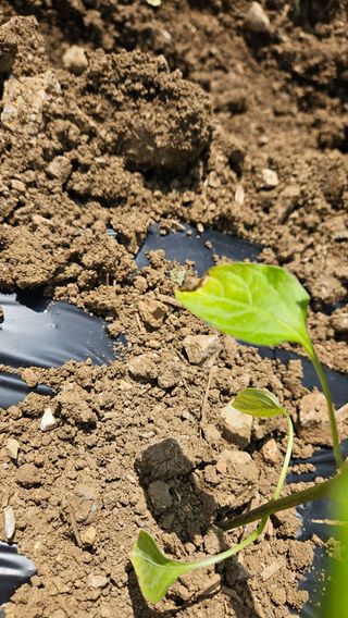 김주희님의 고추 · 영농일지 작성글 사진