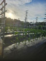 팜모닝 기타작물·영농일지 게시글 이미지