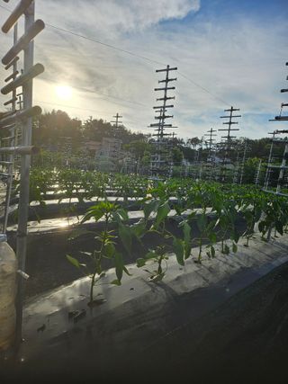 신재승님의 기타작물 · 영농일지 작성글 사진