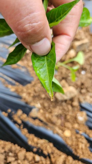 김주희님의 고추 · 영농일지 작성글 사진