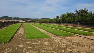 김은아님의 파 · 영농일지 작성글 사진