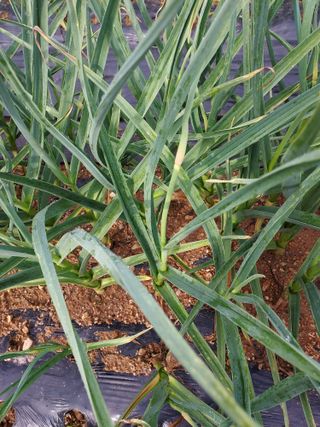 태일농산이정수님의 기타작물 · 영농일지 작성글 사진