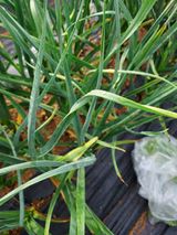 팜모닝 기타작물·영농일지 게시글 이미지