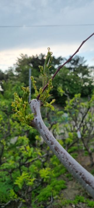 황금독수리님의 기타작물 · 영농일지 작성글 사진