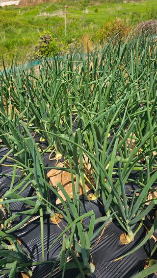 김은아님의 양파 · 영농일지 작성글 사진