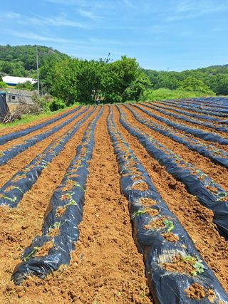 WHBack님의 고구마 · 자유게시판 작성글 사진
