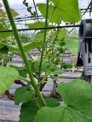 태일농산이정수님의 기타작물 · 영농일지 작성글 사진