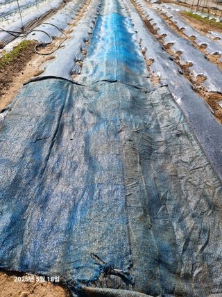 권병☆님의 들깨 · 영농일지 작성글 사진