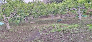 김형환 님의 감 · 영농일지 작성글 사진