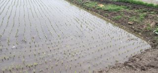 최동식님의 벼 · 영농일지 작성글 사진