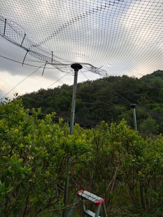 황인근님의 블루베리 · 영농일지 작성글 사진