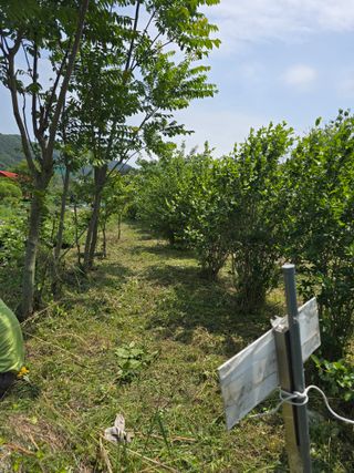 진전님의 기타작물 · 영농일지 작성글 사진