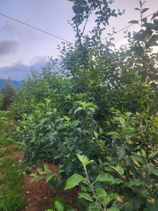 신승덕맛익는사과님의 감자 · 영농일지 작성글 사진