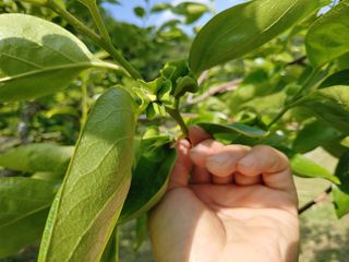 단감당감님의 감 · 영농일지 작성글 사진