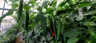 박기룡님의 기타작물 · 영농일지 작성글 사진