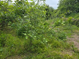 진전님의 기타작물 · 영농일지 작성글 사진