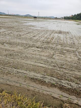 하이론님의 벼 · 영농일지 작성글 사진