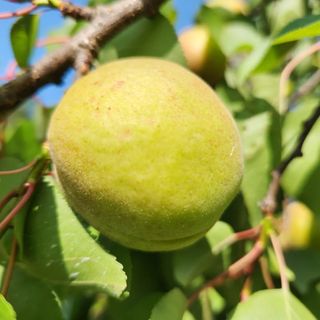 김육환님의 기타작물 · 영농일지 작성글 사진