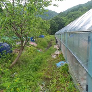 우묵골님의 고추 · 영농일지 작성글 사진