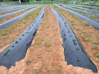 심기정님의 고구마 · 영농일지 작성글 사진