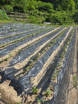 팜모닝 기타작물·영농일지 게시글 이미지