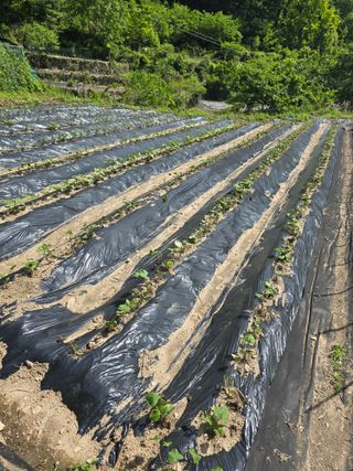 진전님의 기타작물 · 영농일지 작성글 사진