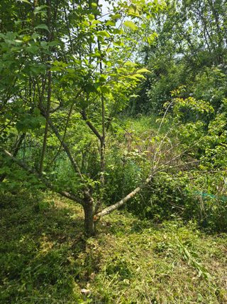 진전님의 기타작물 · 영농일지 작성글 사진