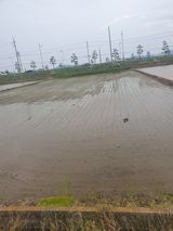 팜모닝 벼·영농일지 게시글 이미지