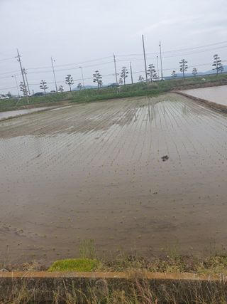 최연금님의 벼 · 영농일지 작성글 사진