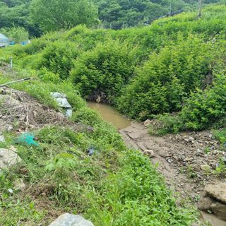 우묵골님의 고추 · 영농일지 작성글 사진