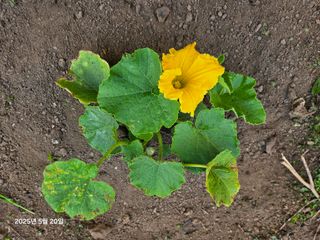 Captain김상곤님의 호박 · 영농일지 작성글 사진