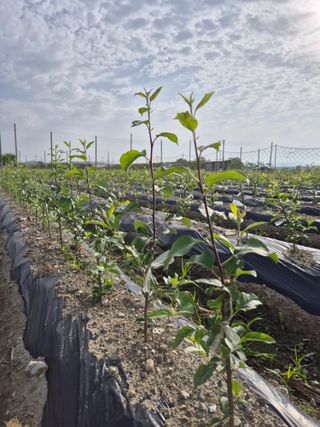 우리농원님의 사과 · 영농일지 작성글 사진