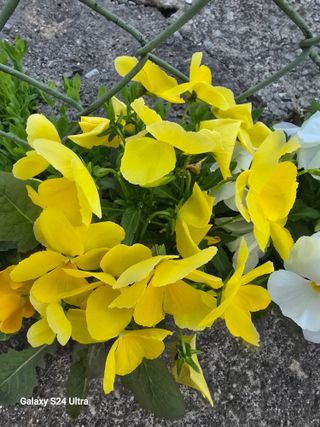 gigibae111님의 고추 · 영농일지 작성글 사진