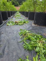 팜모닝 블루베리·영농일지 게시글 이미지