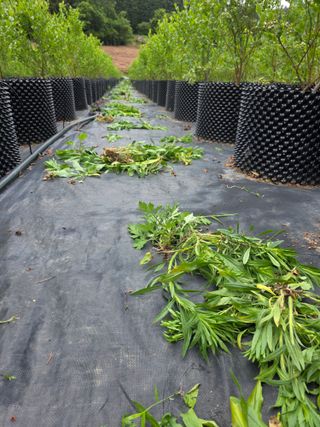 정재철님의 블루베리 · 영농일지 작성글 사진