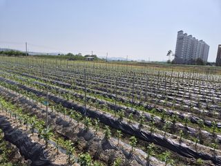 우리농원님의 사과 · 영농일지 작성글 사진