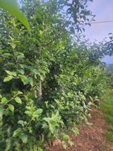 팜모닝 감자·영농일지 게시글 이미지