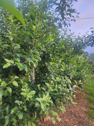 신승덕맛익는사과님의 감자 · 영농일지 작성글 사진