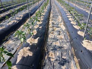 최남옥님의 기타작물 · 영농일지 작성글 사진